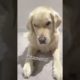 Aww! cute dogs and do funny things