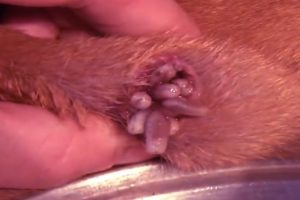 Removing Monster Mango worms From Helpless Dog! Animal Rescue Video 2022 #101