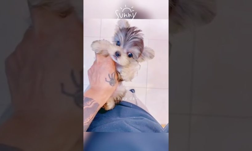 Woohoo   Funniest Maltese & Cutest Puppies Maltese  Funny Puppies Videos Compilation 100