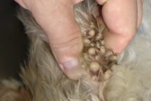 Removing Monster Mango worms From Helpless Dog! Animal Rescue Video 2022 #108