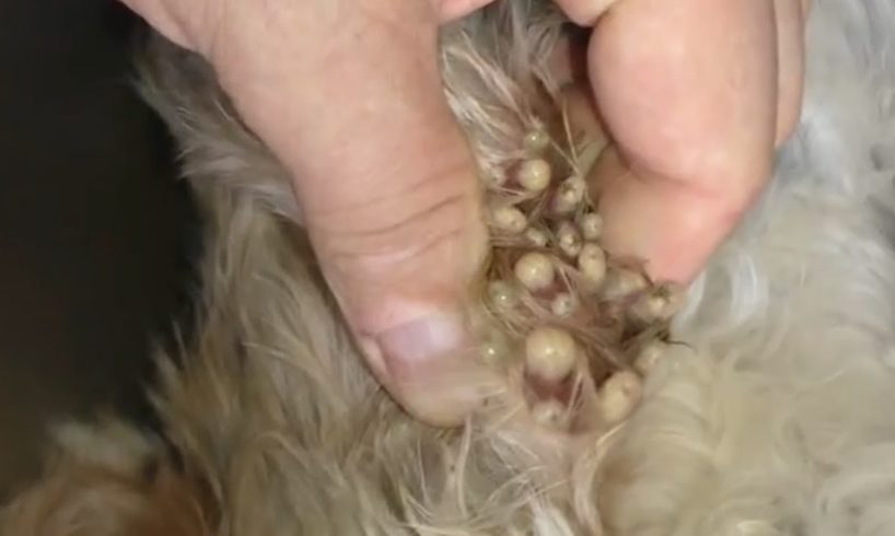 Removing Monster Mango worms From Helpless Dog! Animal Rescue Video 2022 #108