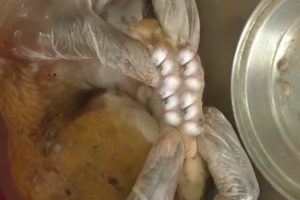 Removing Monster Mango worms From Helpless Dog! Animal Rescue Video 2022 #105