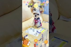 Woohoo   Funniest Maltese & Cutest Puppies Maltese  Funny Puppies Videos Compilation 65