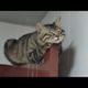 Funny animals - Funny cats / dogs - Funny animal videos 203
