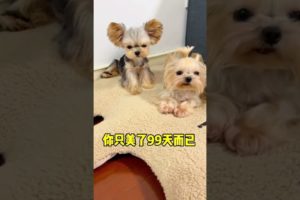 Woohoo   Funniest Maltese & Cutest Puppies Maltese  Funny Puppies Videos Compilation 70