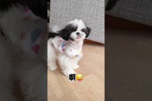 Funniest Maltese & Cutest Puppies Maltese  Funny Puppies Videos Compilation 4