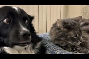 Funny animals - Funny cats / dogs - Funny animal videos 198