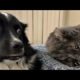 Funny animals - Funny cats / dogs - Funny animal videos 198