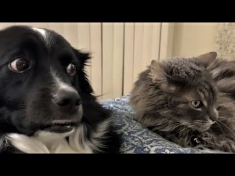 Funny animals - Funny cats / dogs - Funny animal videos 198