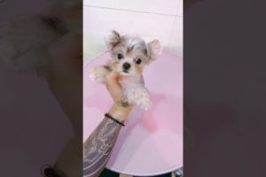 Woohoo   Funniest Maltese & Cutest Puppies Maltese  Funny Puppies Videos Compilation 40