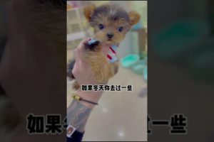 Funniest Maltese & Cutest Puppies Maltese  Funny Puppies Videos Compilation 58