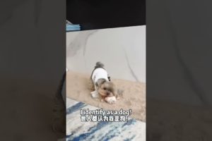 Funniest Maltese & Cutest Puppies Maltese  Funny Puppies Videos Compilation 12