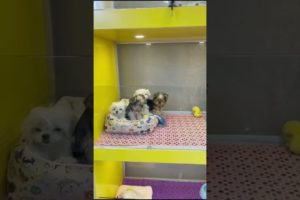 Funniest Maltese & Cutest Puppies Maltese  Funny Puppies Videos Compilation 67