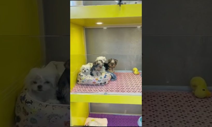 Funniest Maltese & Cutest Puppies Maltese  Funny Puppies Videos Compilation 67