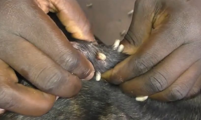 Removing Monster Mango worms From Helpless Dog! Animal Rescue Video 2022 #120