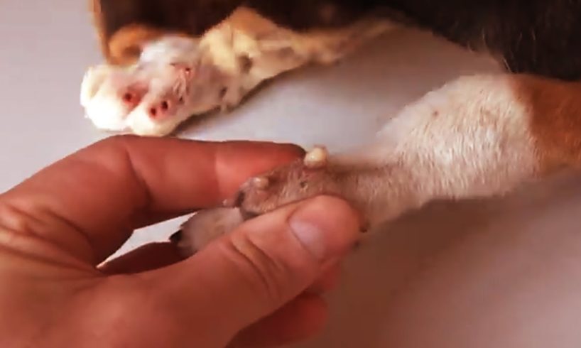 Removing Monster Mango worms From Helpless Dog! Animal Rescue Video 2022 #113
