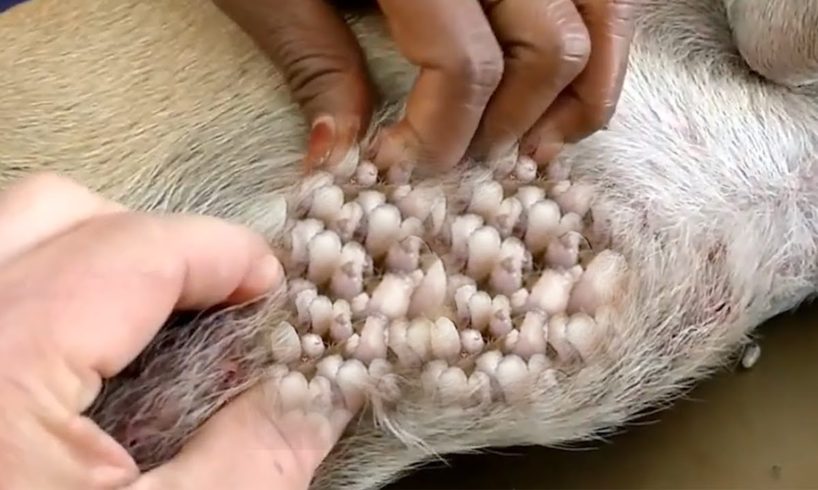 Removing Monster Mango worms From Helpless Dog! Animal Rescue Video 2022 #102