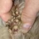 Removing Monster Mango worms From Helpless Dog! Animal Rescue Video 2022 #104