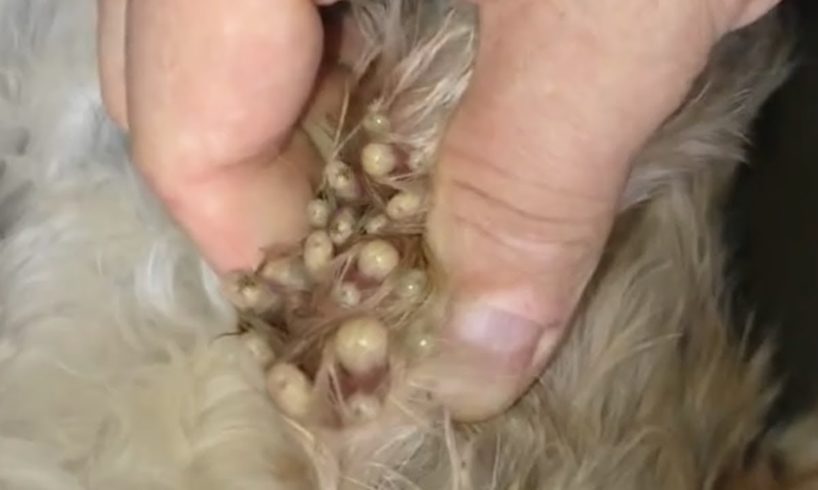 Removing Monster Mango worms From Helpless Dog! Animal Rescue Video 2022 #104