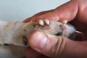 Removing Monster Mango worms From Helpless Dog! Animal Rescue Video 2022 #107