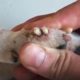 Removing Monster Mango worms From Helpless Dog! Animal Rescue Video 2022 #107