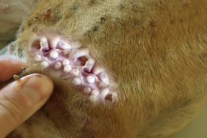 Removing Monster Mango worms From Helpless Dog! Animal Rescue Video 2022 #117