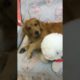 Funniest & Cutest Puppies - Funny Puppy Videos | Cute and Funny Dog Videos | Minutes of Funny Puppy