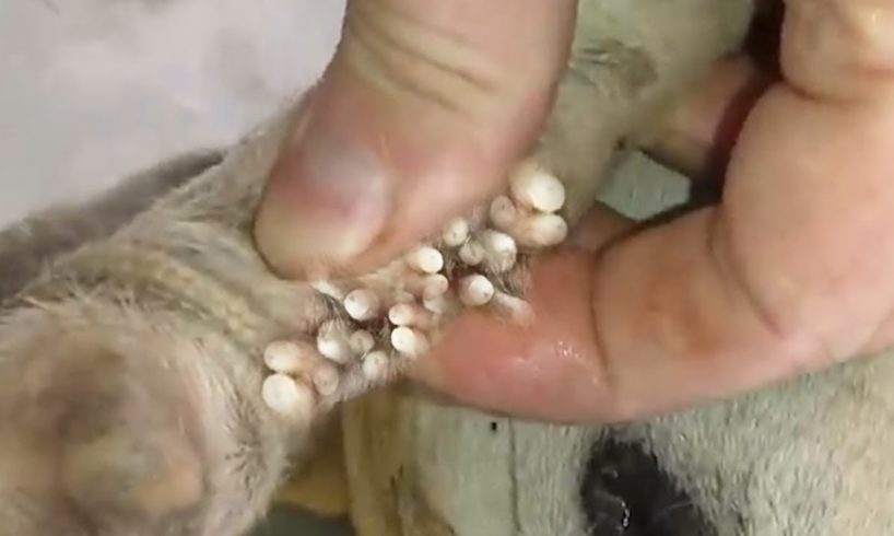 Removing Monster Mango worms From Helpless Dog! Animal Rescue Video 2022 #119