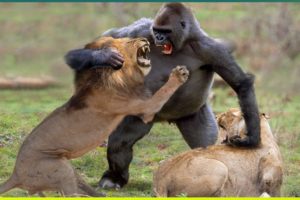 17 Most Merciless Battles Between Wild Animals