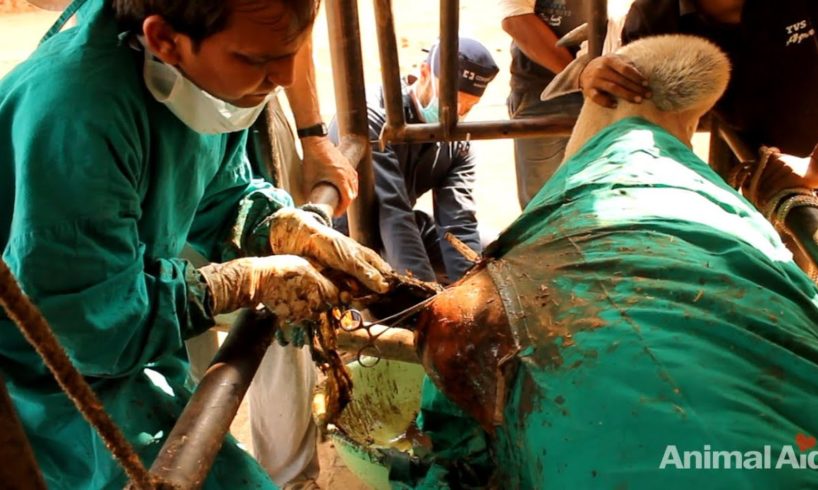 20 kgs (45 pounds) of plastic removed from bull's stomach in India.