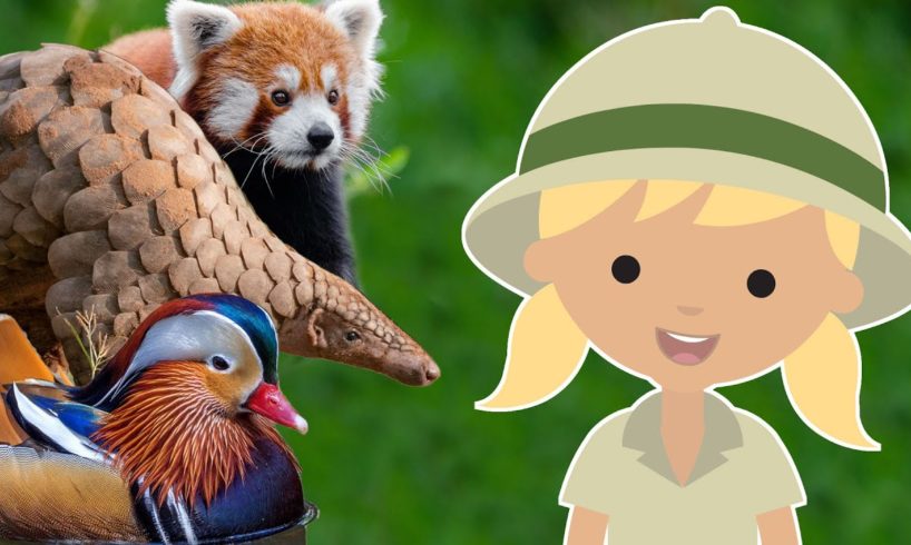 25 Amazing ASIAN Animals for Kids! | ANIMAL NAMES & SOUNDS