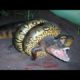 30 Times Animals Messed With Wrong Anacondas