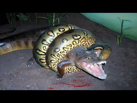 30 Times Animals Messed With Wrong Anacondas