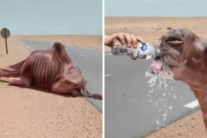 35 Animals That Asked People for Help & Kindness !