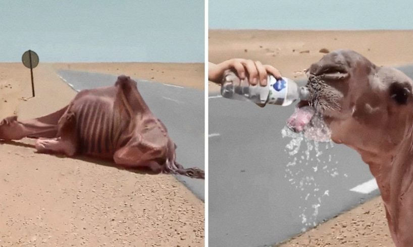 35 Animals That Asked People for Help & Kindness !