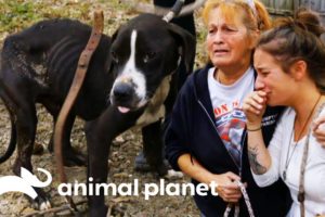 38 Dogs Saved From Horrific Conditions | Pit Bulls & Parolees