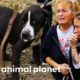 38 Dogs Saved From Horrific Conditions | Pit Bulls & Parolees