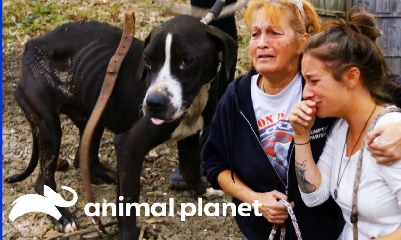 38 Dogs Saved From Horrific Conditions | Pit Bulls & Parolees