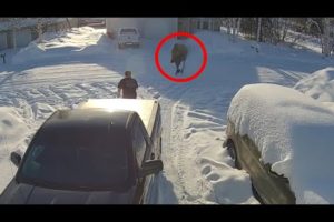 4 Scary Moose Encounters That Will Creep You Out (Part 6)