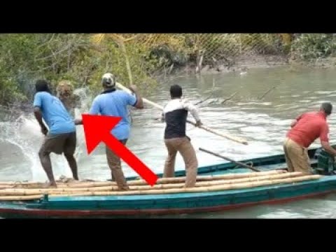 4 Tiger Encounters That Will Terrify You (Part 3)