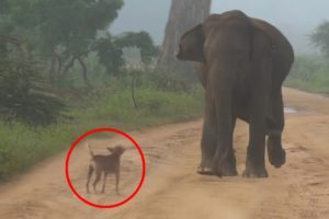 5 Dogs Who Protected Their Owners From Wild Animals