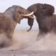 5 Incredible Animal Battles Caught On Camera