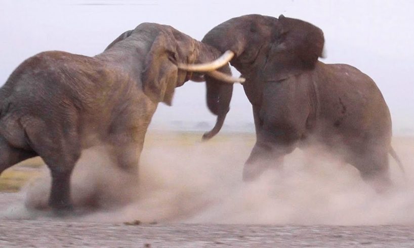 5 Incredible Animal Battles Caught On Camera