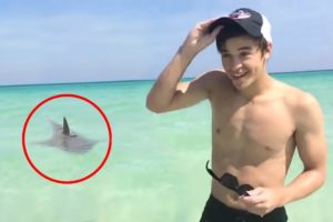 5 Shark Encounters You Should Avoid Seeing