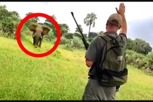 6 Insane Elephant Encounters That Will Give You Serious Anxiety