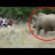 6 Rhino Encounters That Will Leave You Shook (Part 3)