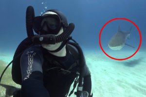 6 Shark Encounters You Can't Handle Watching