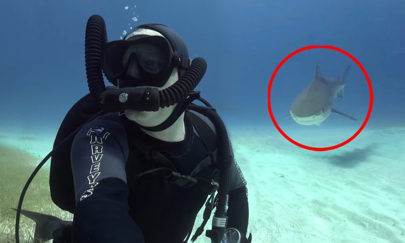 6 Shark Encounters You Can't Handle Watching