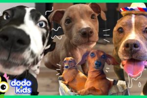 60 Minutes Of The Best And Bravest Dogs | 1 Hour of Animal Videos For Kids | Dodo Kids