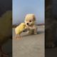 70-Cute baby pets Videos Compilation- Cutest Puppies​#dog #pet